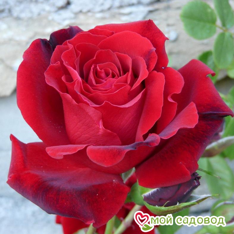 Роза чайно-гибридная Мадам Дельбар