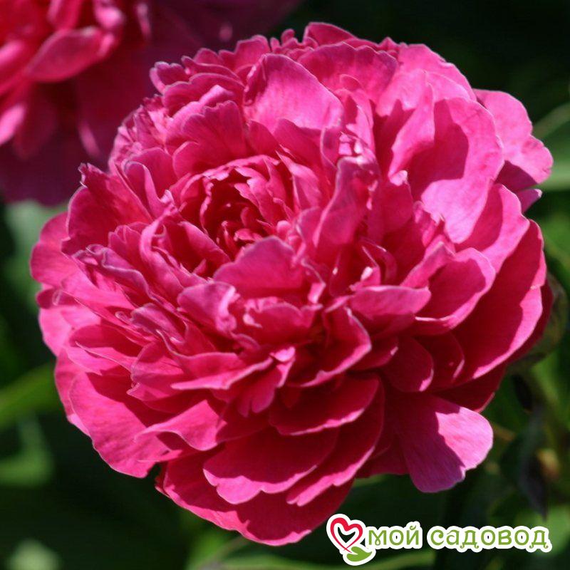 Пион травянистый Биг Бен