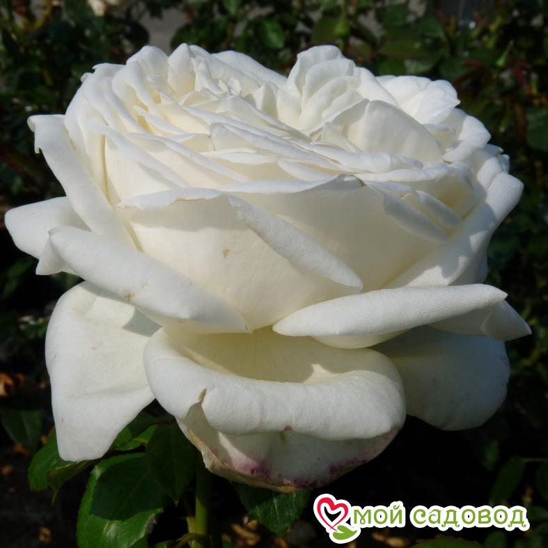 Роза Чайно-Гибридная Пьер Ардити