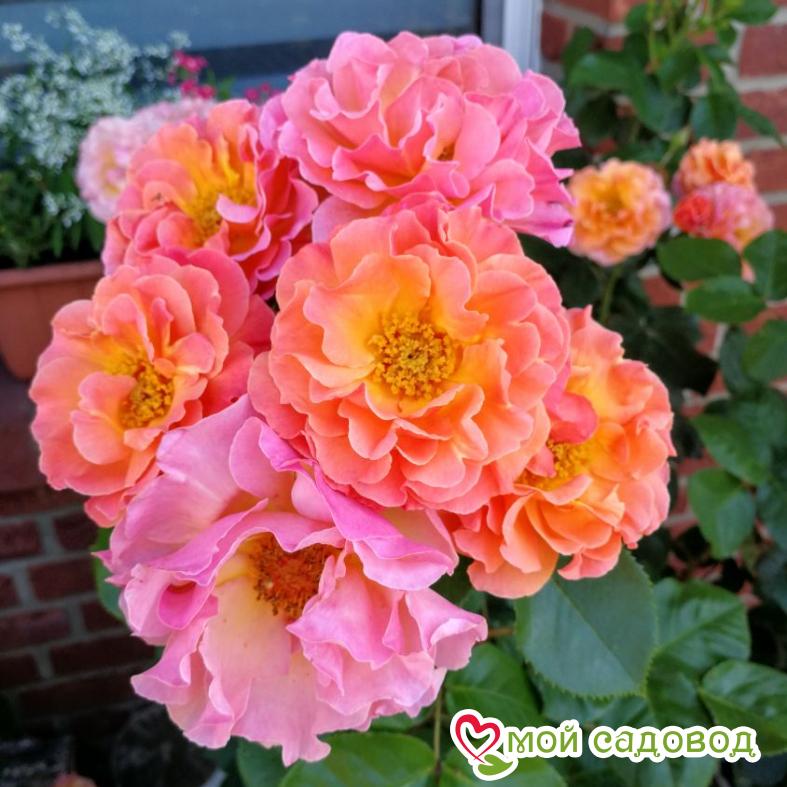 Роза Арабия