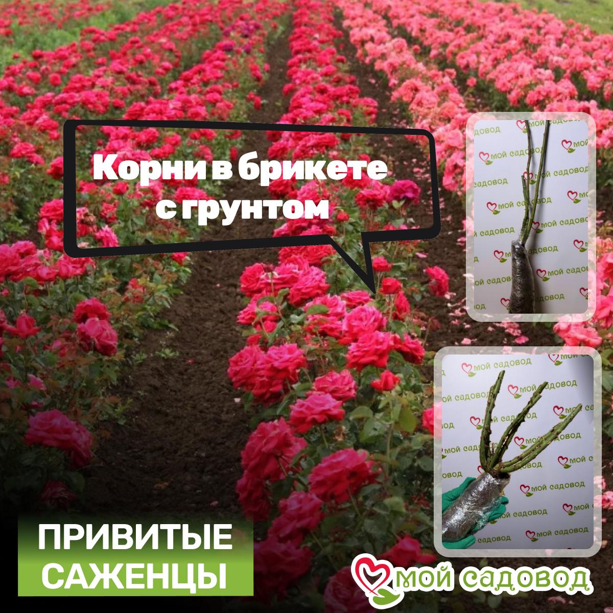 Роза чайно-гибридная Аметист