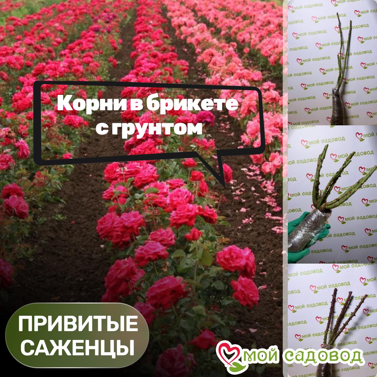 Роза Помпонелла