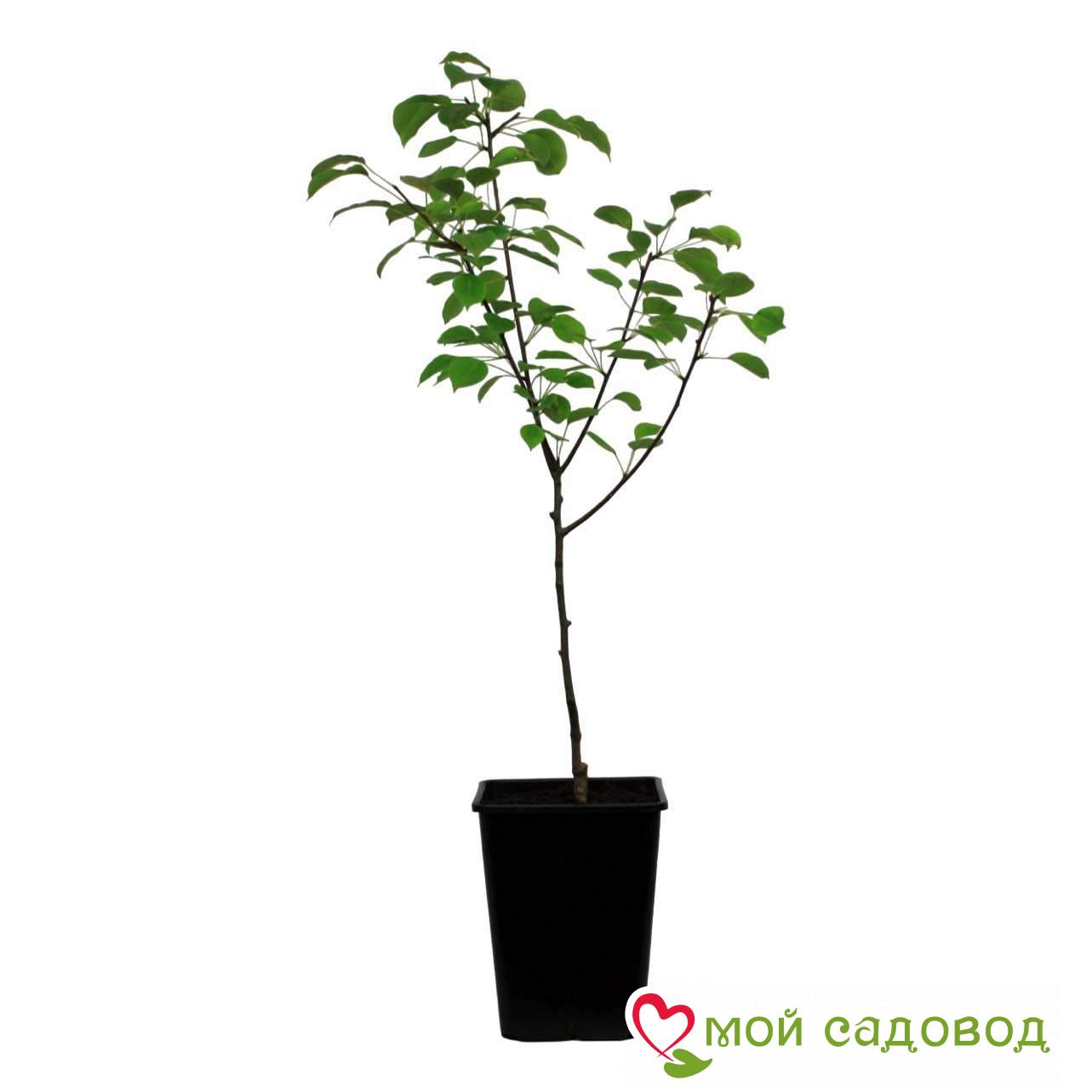 Груша Милана